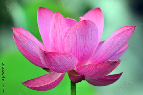 Blossoming lotus flower © 曹宇