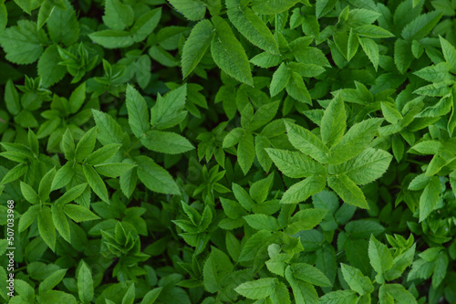 Green grass texture for background. Green lawn pattern and texture background. Close-up.