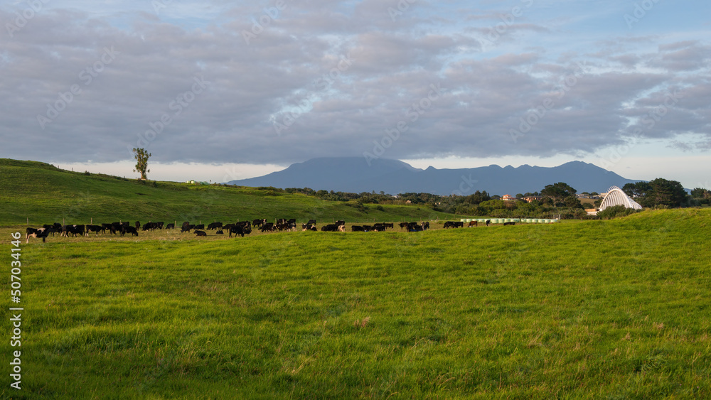 Cattle grazing on the green farmland. Mt Taranaki Hidden in the clouds. New Plymouth.