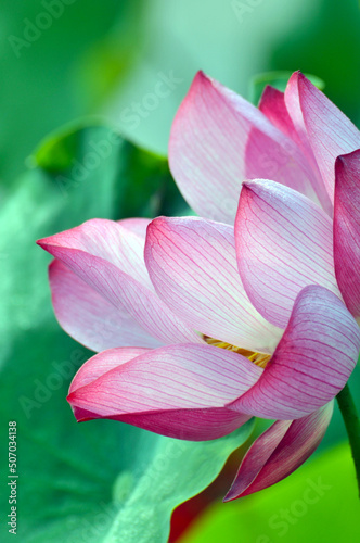 Blossoming lotus flower
