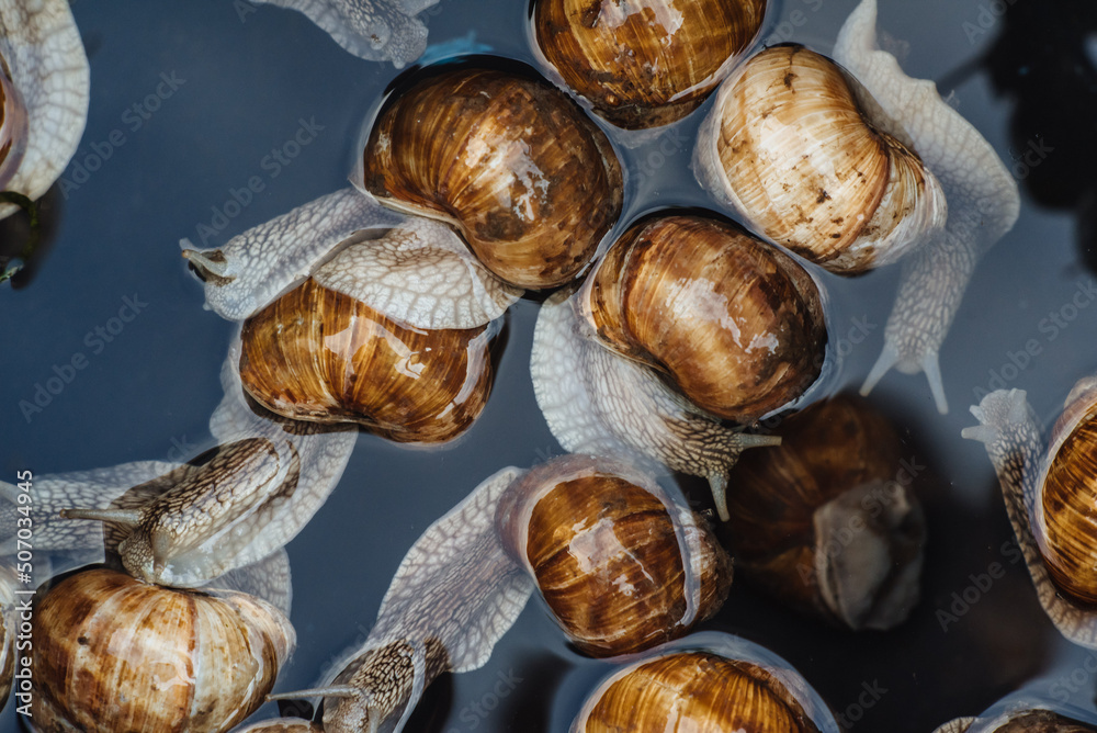 Grape snails in pan with water. Escargot traditional french snail dish. View from above. Grape Snail Delicacy. Preparing snails for cooking. Grape snails in pan with water. Escargot traditional french snail dish. View from above. Grape Snail Delicacy. Preparing snails for cooking.