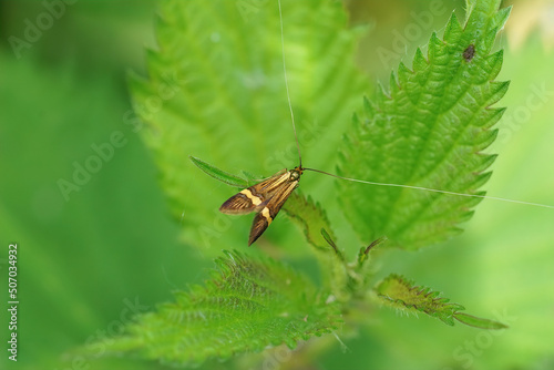 Closeup on the yellow-barred longhorn moth, Nemophora degeerella, sitting in the vegetation