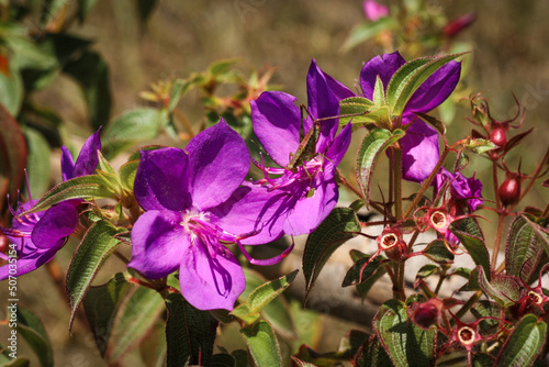 Fleurs violettes roses de rhynchanthera et sauterelle dans le Pripri de Yiyi, marais en Guyane Française photo