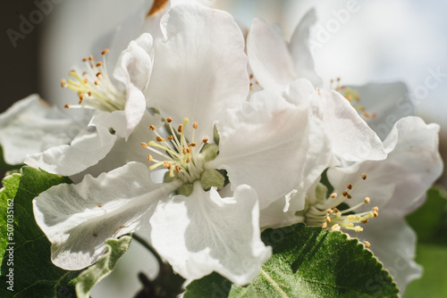 Blossom apple over nature background, spring flowers