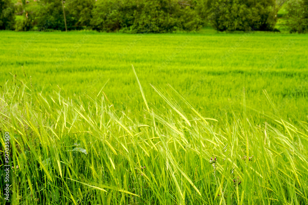 Fototapeta premium Green field of eat of wheat close up view