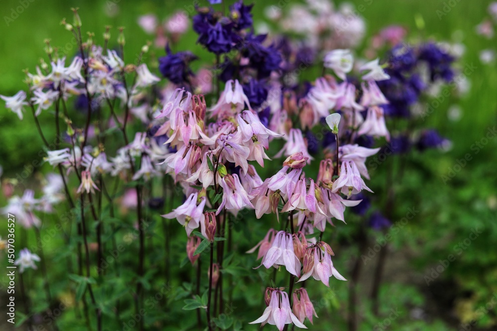 Aquilegia Vulgaris, European columbine flowers in garden.