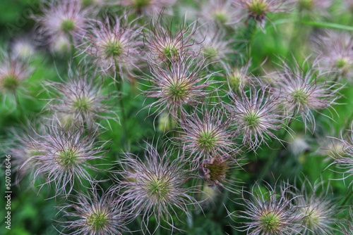 Closeup of feathery seeds of the pasque flower. Pulsatilla vulgaris.