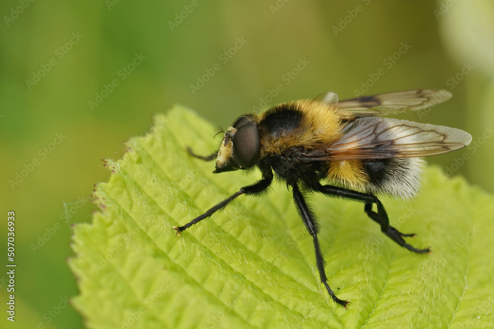 Closeup on a bumblee mimicking plumehorn hoverfly, Volucella plumifrons Closeup on a bumblee mimicking plumehorn hoverfly, Volucella plumifrons