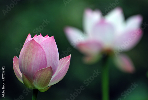 Blossoming lotus flower in sunlight