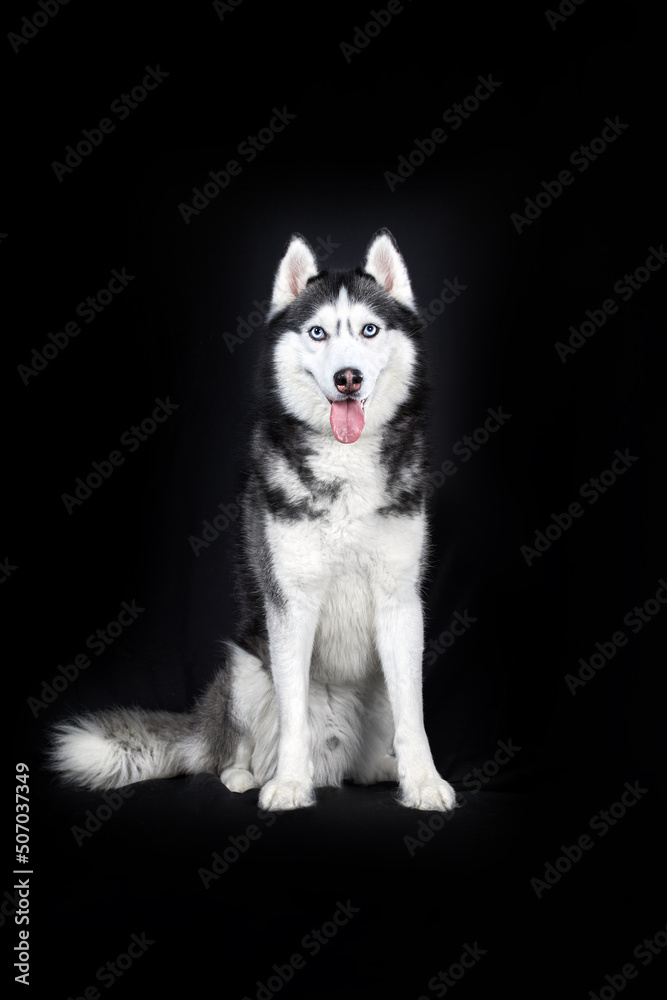 Studio portrait cute husky dog on black background. Smile happy husky dog face.
