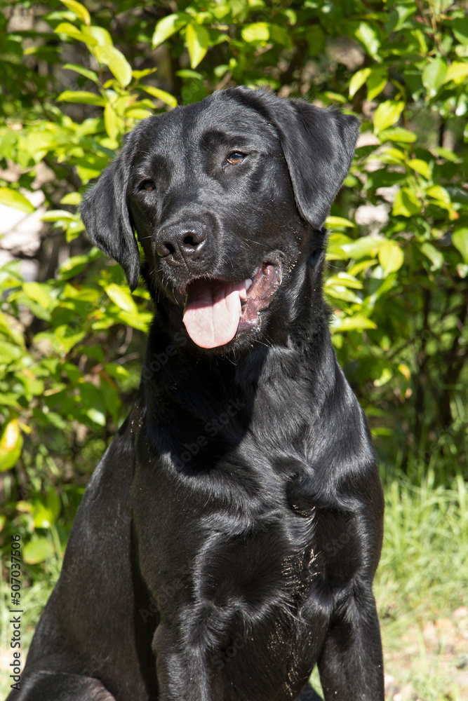 Schattig kijkende labrador pup