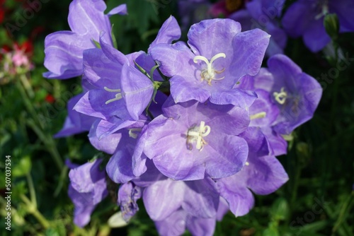 Lila Glockenblumen im Garten im Frühling 