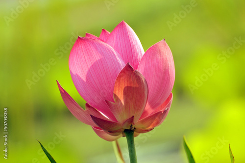 Blossoming lotus flowers in pond
