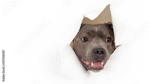 the dog's head peeks out through a torn white studio background photo
