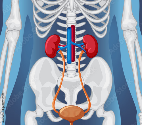 Human internal organ with kidneys and bladder