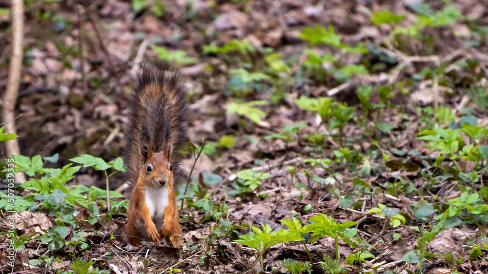 wildlife of Moscow parks squirrel watches strange people