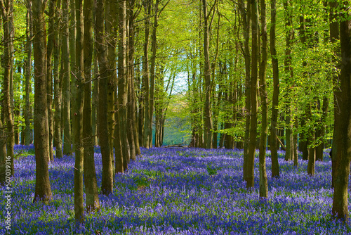 Bluebells in Dockey Wood Hertfordshire in the UK