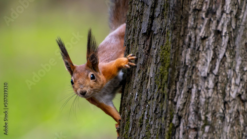 Obraz na płótnie wildlife of Moscow parks squirrel watches strange people w salonie