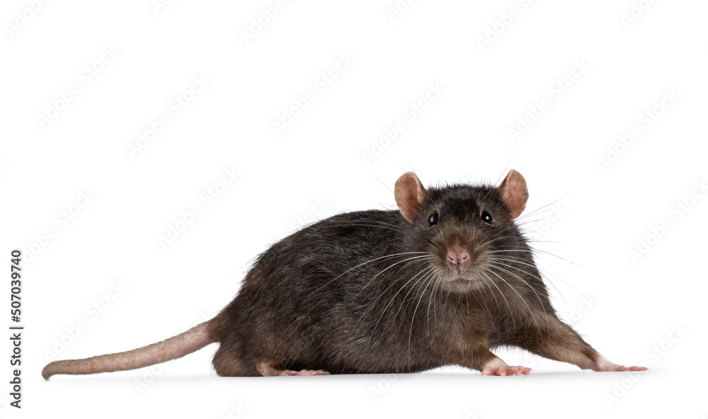 Cute dark brown pet rat, standing side ways. Looking surprised straight into lens with beady eyes. Isolated on a white background with copy space..
