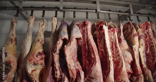 Pork carcasses hung on hooks in the freezer of the meat-packing plant  photo