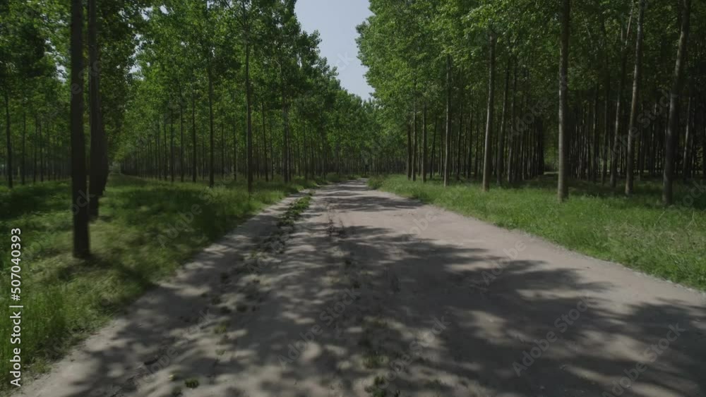 Flying through a tree cultivation. Inspiring clip with environmental and ecologic feelings - 04 Flying through a tree cultivation. Inspiring clip with environmental and ecologic feelings - 04