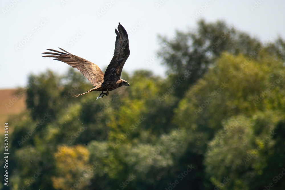 The steppe eagle flies with a caught fish in its paws on a natural blurred background of nature on a summer day close-up. Bird with prey in flight. The steppe eagle flies with a caught fish in its paws on a natural blurred background of nature on a summer day close-up. Bird with prey in flight.