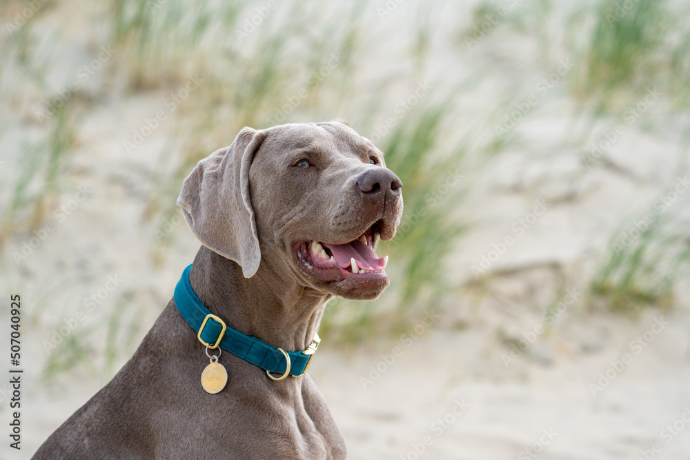 portrait of a dane on the beach in summer. Dog on the beach. Beautifull sand and green colours. Dog in the sun on holiday	