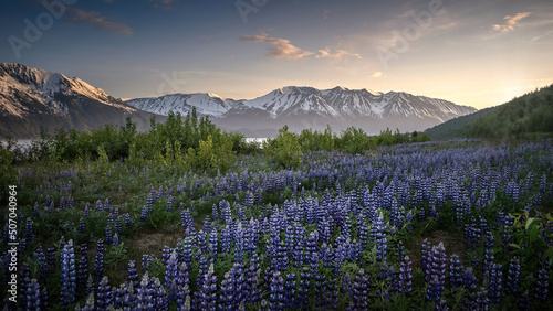 So many Lupine