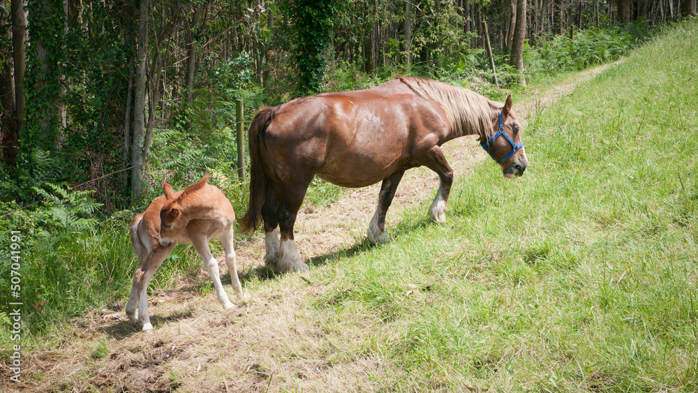 Fototapeta premium Caballo y potro en ladera de monte