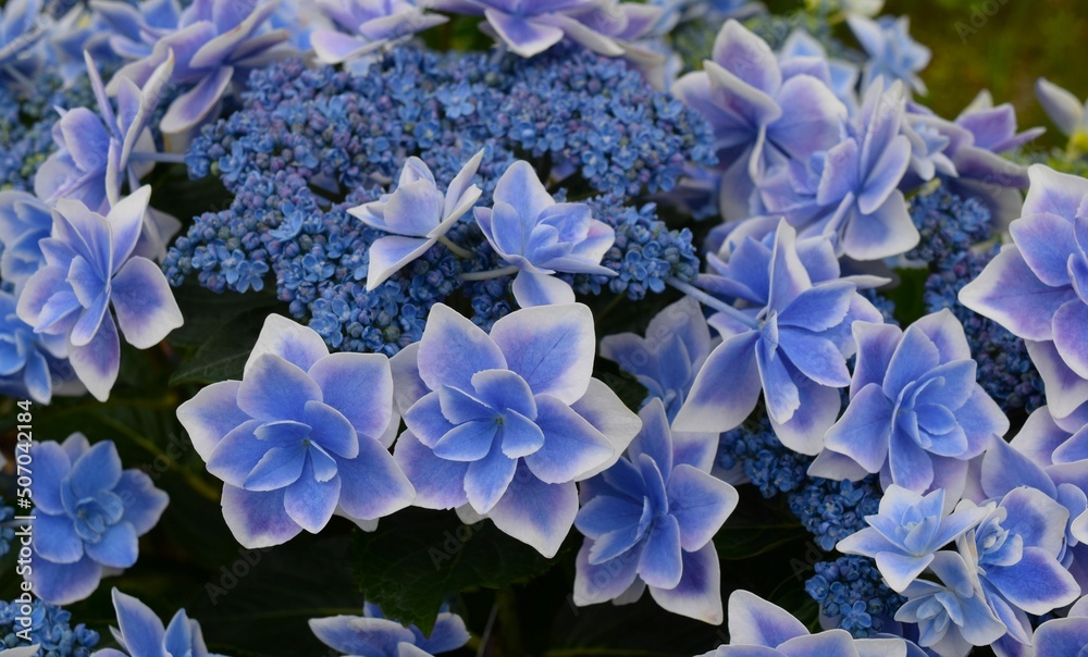 ブルーの紫陽花の花、青いアジサイ