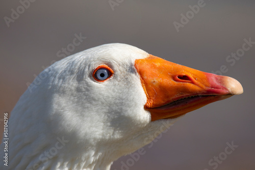 goose head on a blurred background close-up