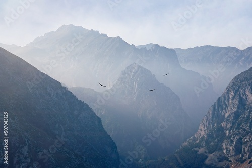 Vultures fly over the misty mountains 