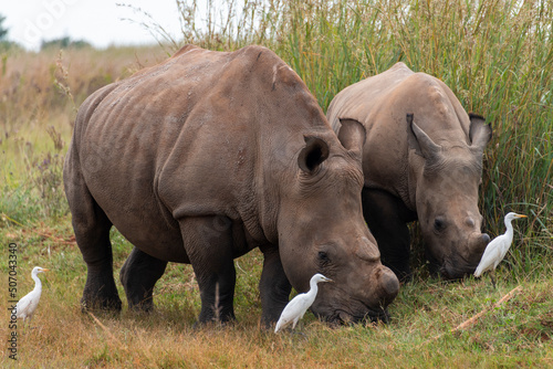 A white rhino calf walks alongside its mother