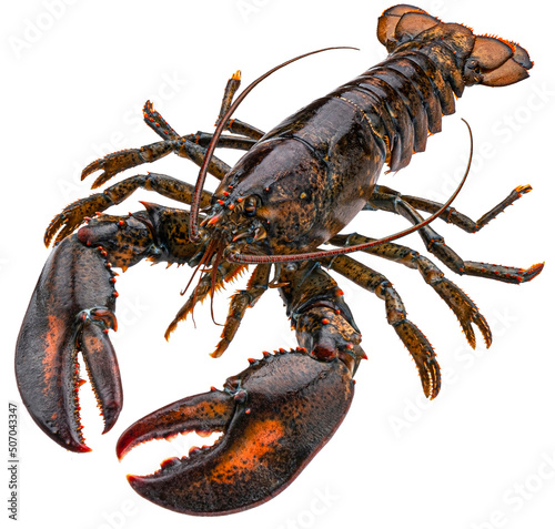 Fresh raw lobster isolated on white background, full depth of field