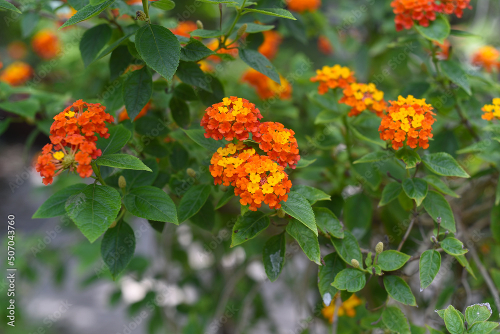 Lantana camara (common lantana) flowers growing in Nha Trang Vietnam Lantana camara (common lantana) flowers growing in Nha Trang Vietnam