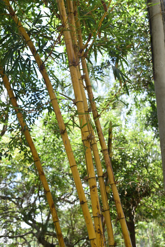 Obraz premium Bambusa vulgaris, common bamboo growing in vietnam