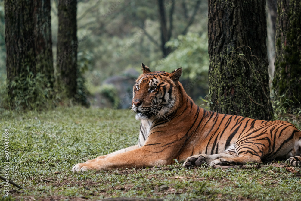 Obraz premium A beautiful tiger laying on the grass