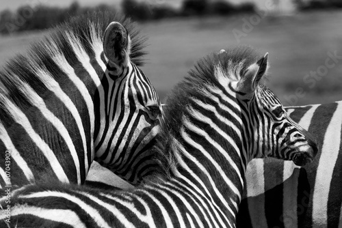 Zebra foal and mother in Black and white