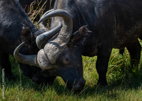Fotografia Two African buffalo tussle