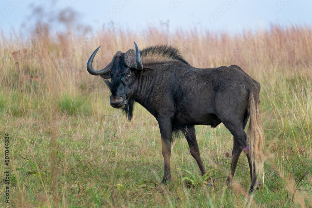 Black wildebeest Black wildebeest