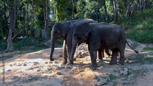 Elephant at sanctuary in Chiang Mai Thailand, Elephant farm in the moutnains jungle of Chiang Mai Thailand photo
