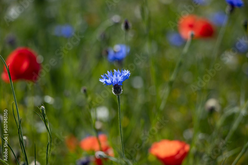 Mohn, Kornblume