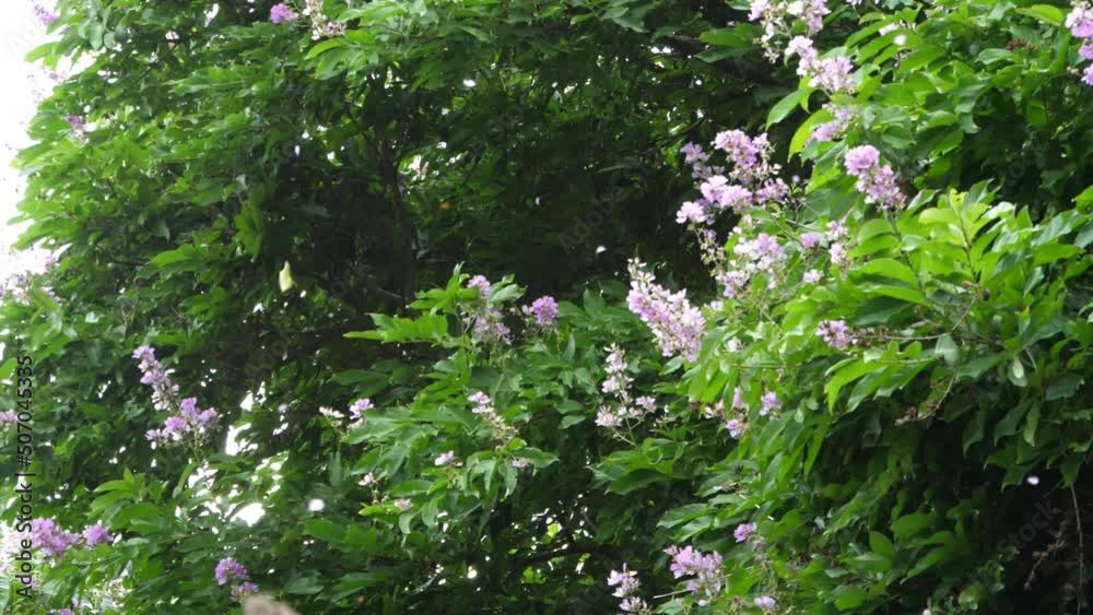 Slow motion speed closeup scene of strong wind shaking tree branch with leaf and petal of flower scattered in the air, storm before rain in rainy season, chaotic movement in nature. Slow motion speed closeup scene of strong wind shaking tree branch with leaf and petal of flower scattered in the air, storm before rain in rainy season, chaotic movement in nature.