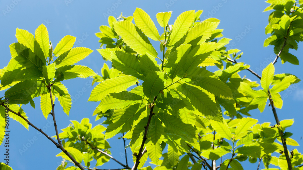 Hojas verdes en ramas de castaños y cielo azul Hojas verdes en ramas de castaños y cielo azul