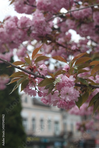 Ukraine. Sakura blossom