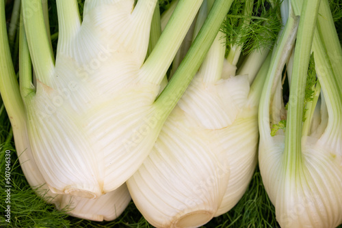 Close up of three fresh, organic fennel bulbs lying side by side for sale