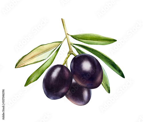 Watercolor black olives. Branch with ripe fruits and leaves. Realistic botanical painting with fresh olives. Botanical illustration on white. Hand drawn tasty food design element