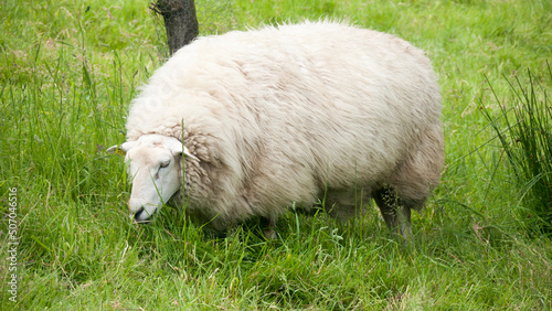 Oveja cargada de lana blanca pastando en pradera de hierba verde