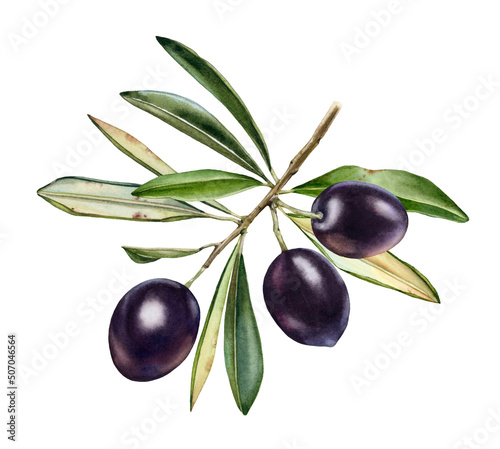 Watercolor olive branch. Ripe black fruits with leaves. Realistic painting with fresh olives. Botanical illustration on white. Hand drawn tasty food design element