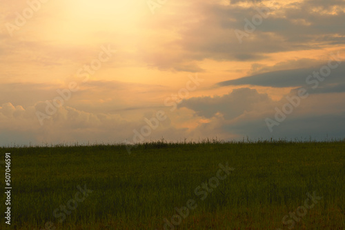 Green field and sunset in background.Spring season.High quality photo.